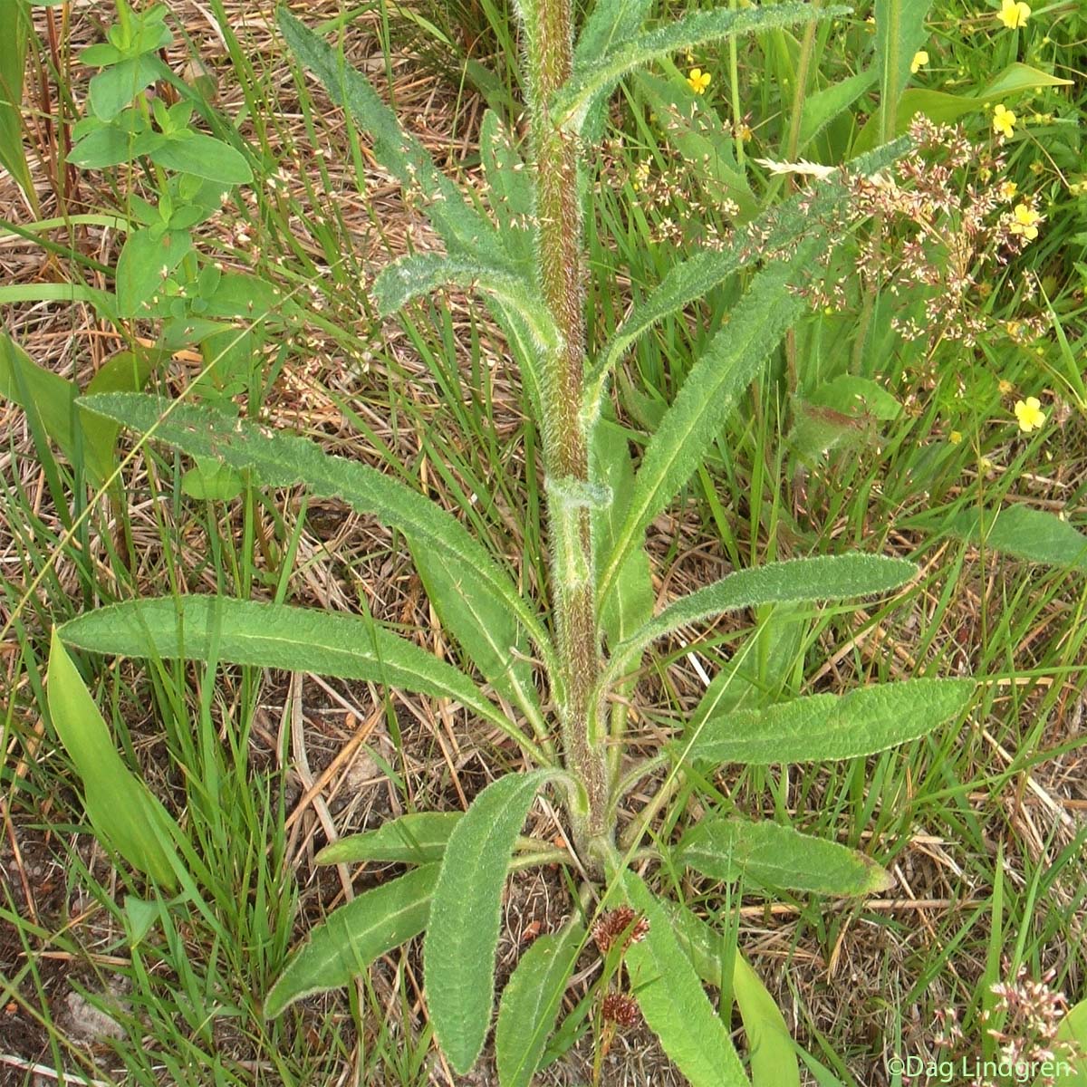 Cervicaire - Campanula cervicaria