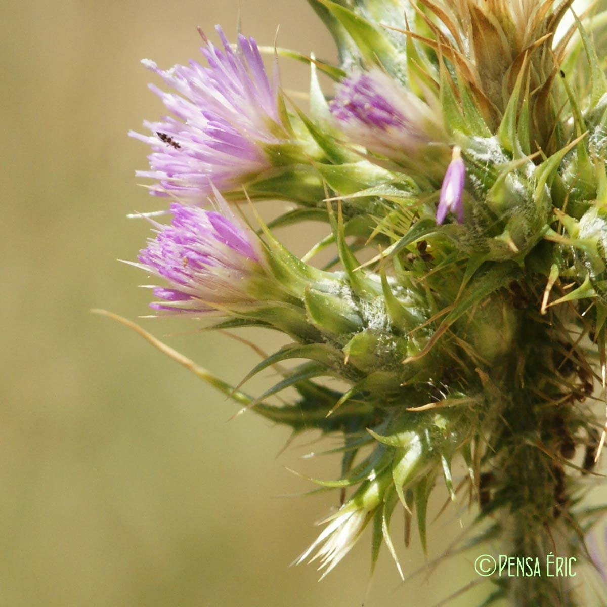 Chardon à capitules grêles - Carduus tenuiflorus