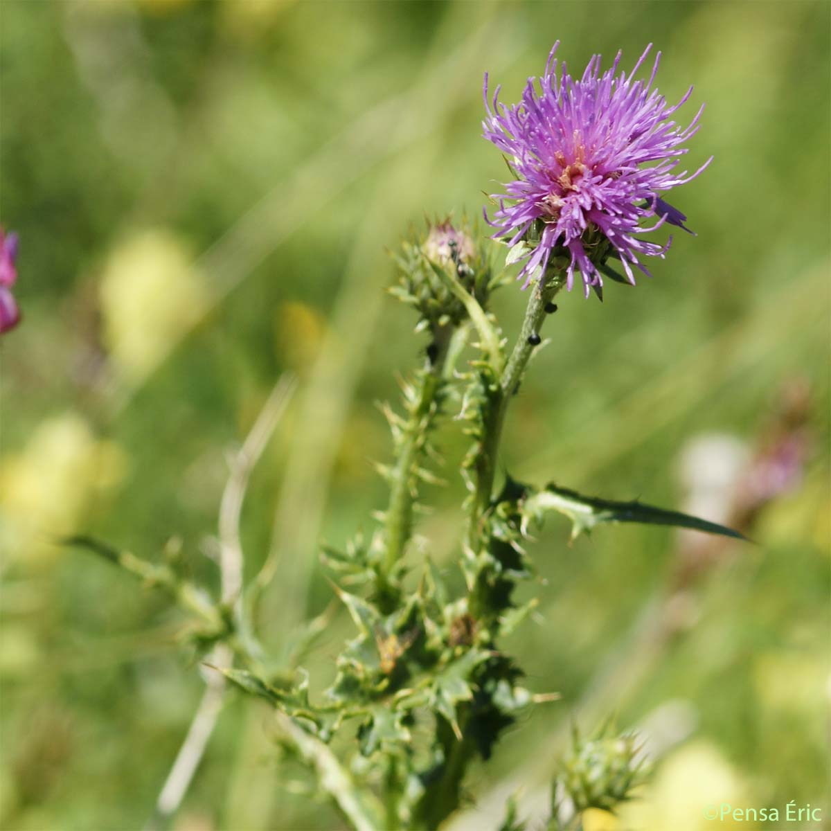 Chardon à feuilles de carline - Carduus defloratus subsp. carlinifolius