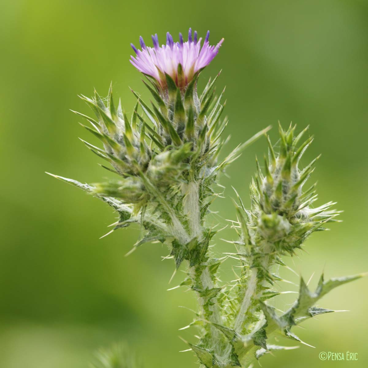 Chardon à têtes denses - Carduus pycnocephalus subsp. pycnocephalus