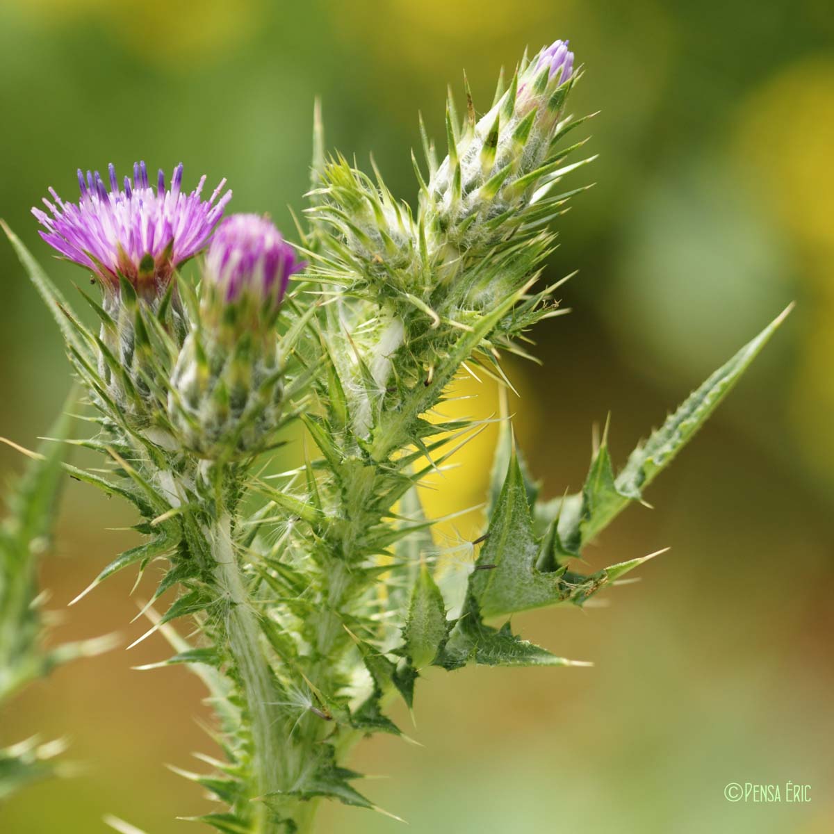 Chardon à têtes denses - Carduus pycnocephalus subsp. pycnocephalus