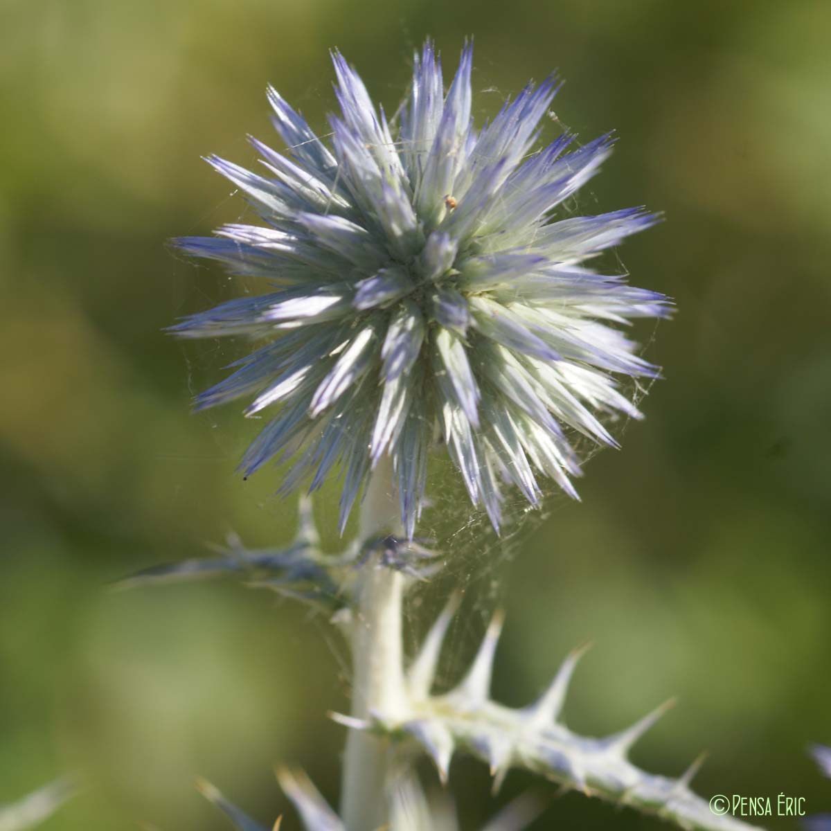 Chardon bleu - Echinops ritro