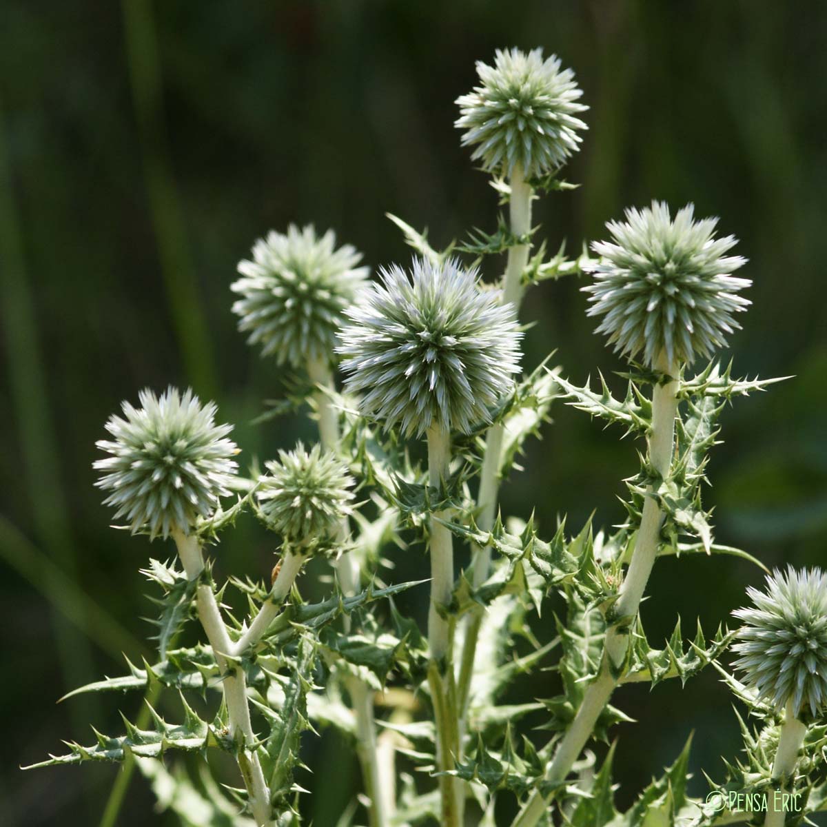 Chardon bleu - Echinops ritro