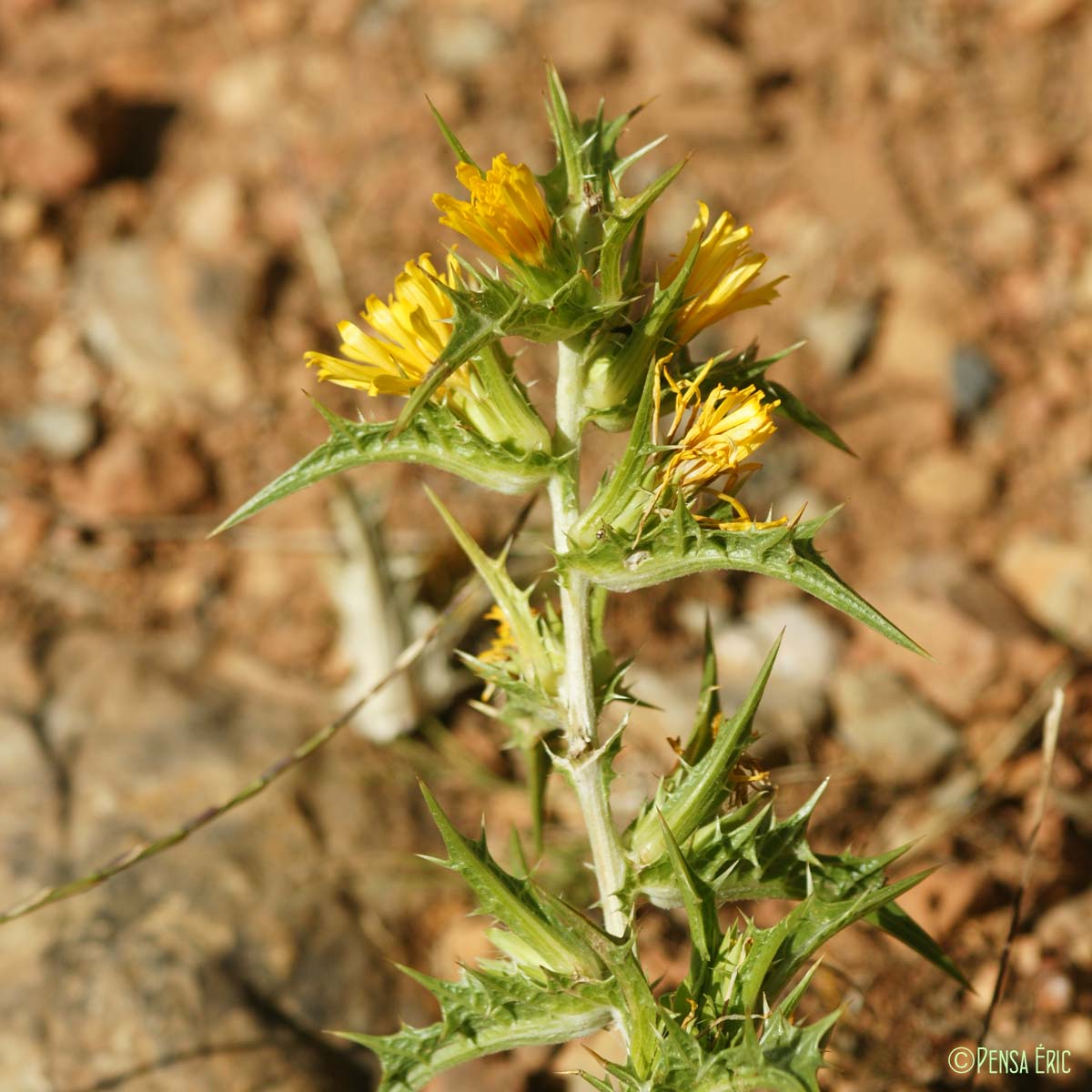 Chardon d'Espagne - Scolymus hispanicus