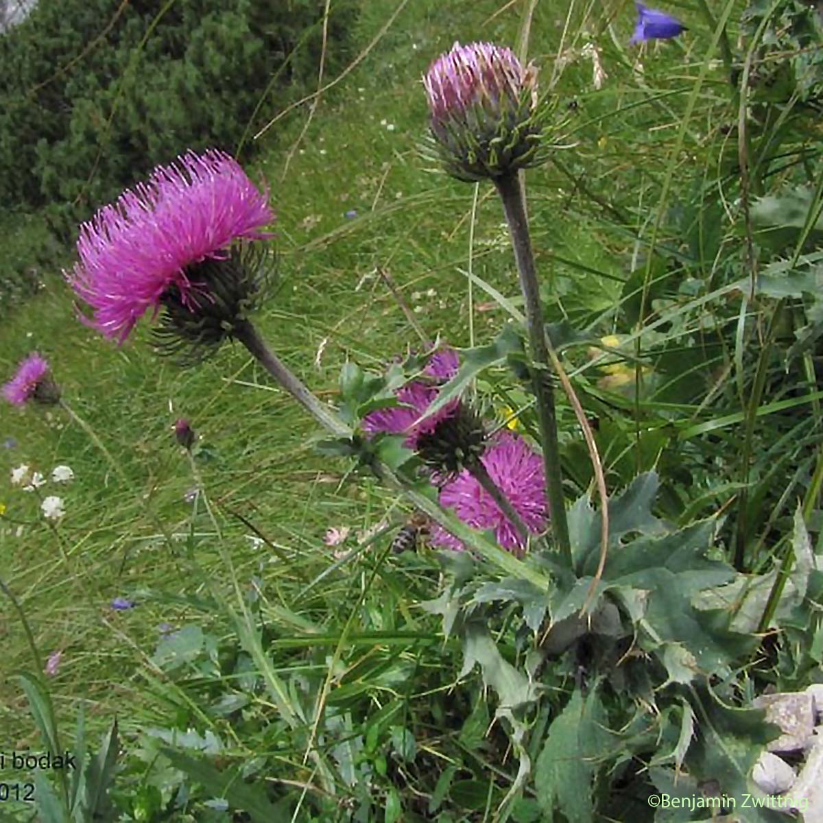 Chardon décapité - Carduus defloratus subsp. defloratus