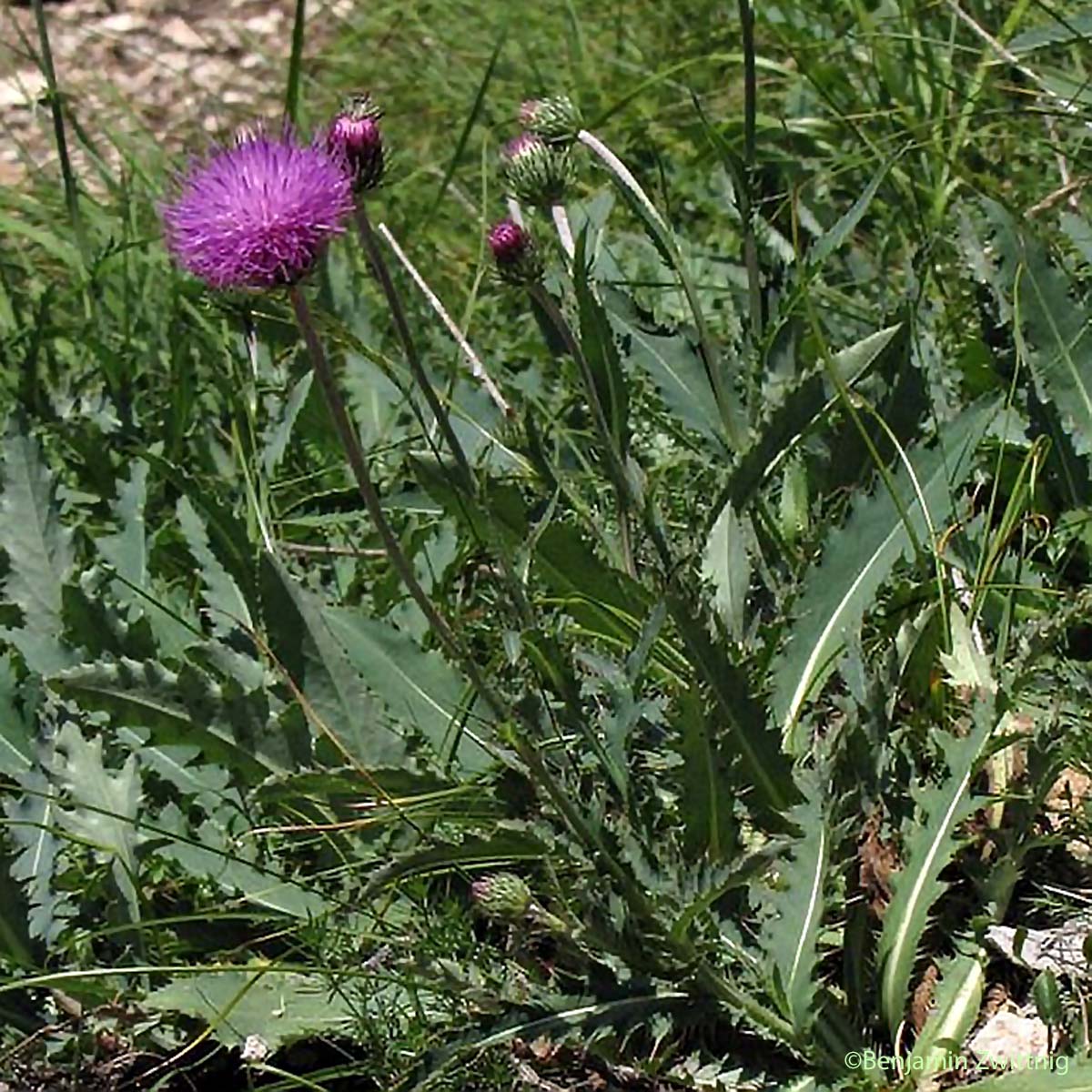 Chardon décapité - Carduus defloratus subsp. defloratus