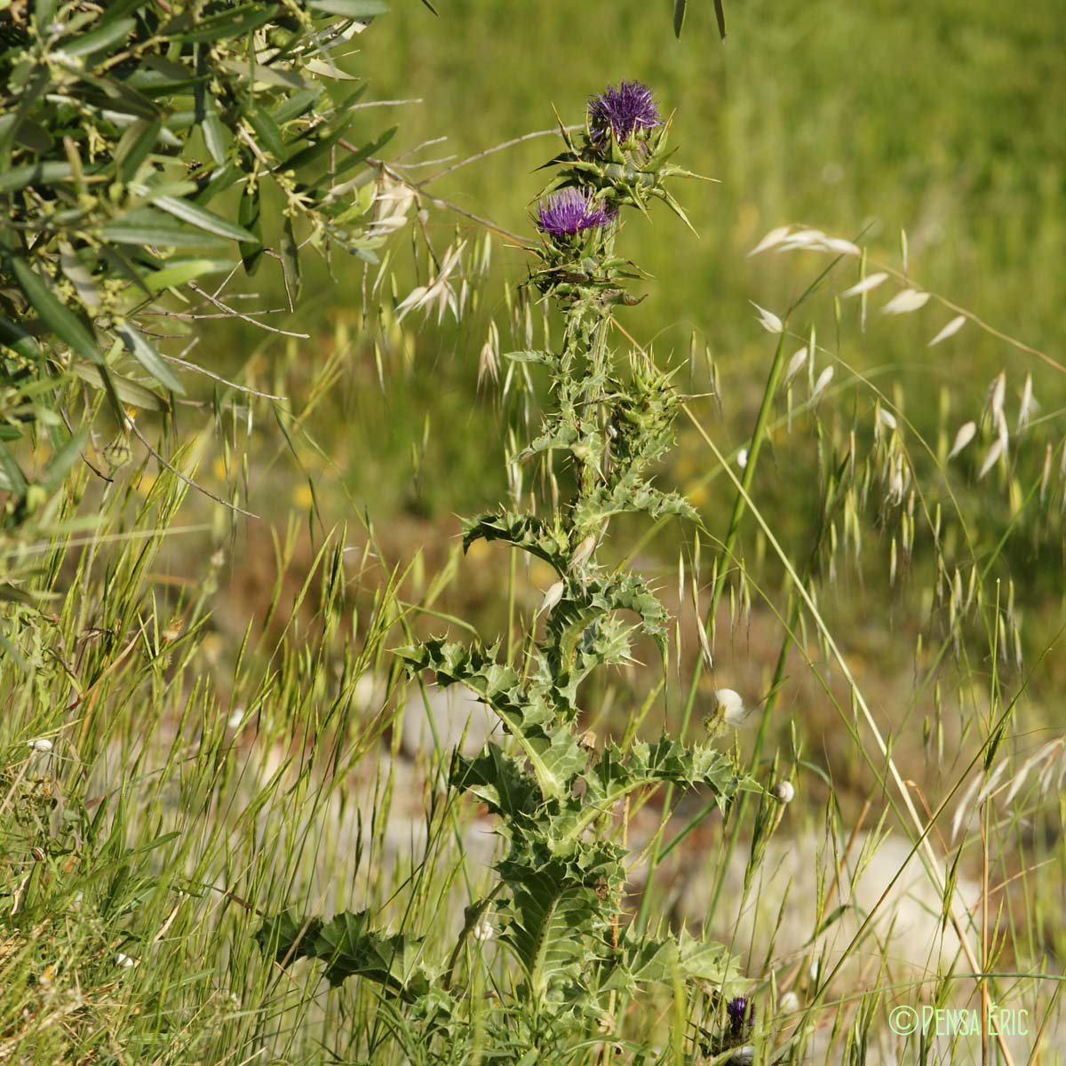 Chardon-Marie - Silybum marianum