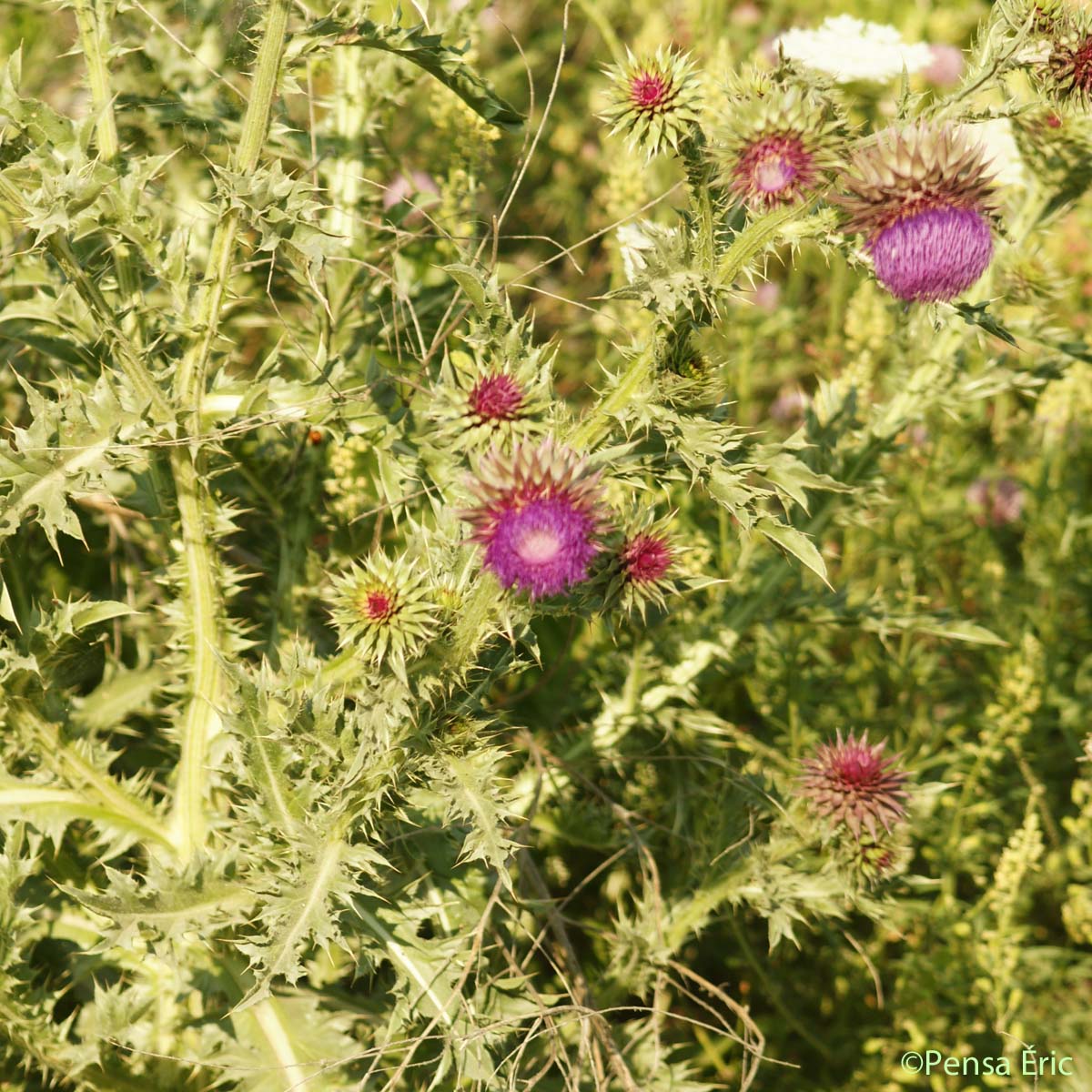 Chardon penché - Carduus nutans subsp. nutans