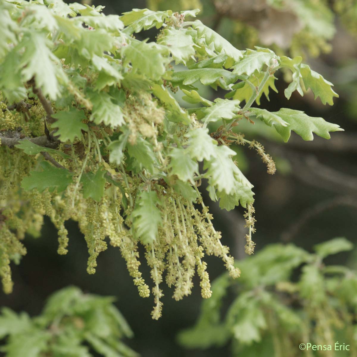 Chêne blanc - Quercus pubescens