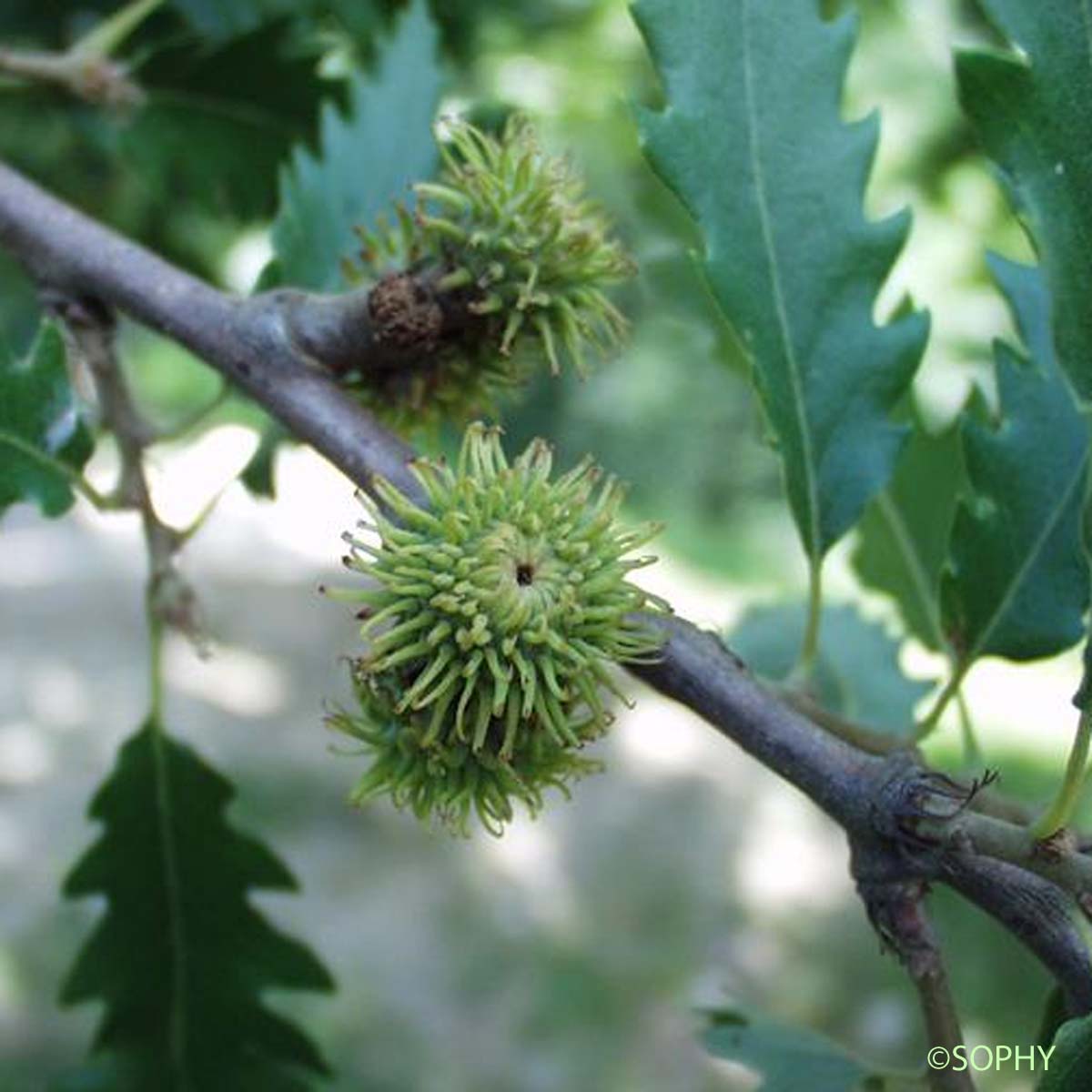 Chêne chevelu - Quercus cerris