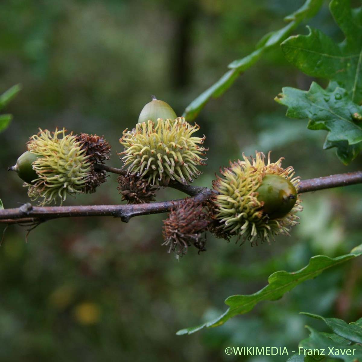 Chêne chevelu - Quercus cerris