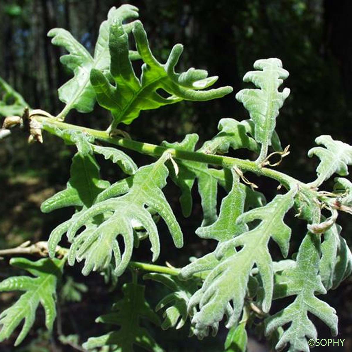 Chêne des Pyrénées - Quercus pyrenaica