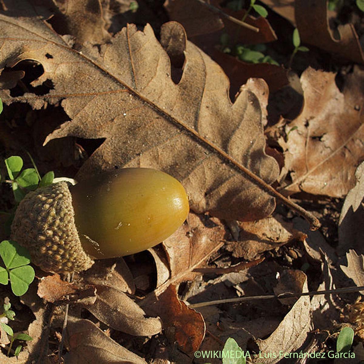 Chêne des Pyrénées - Quercus pyrenaica