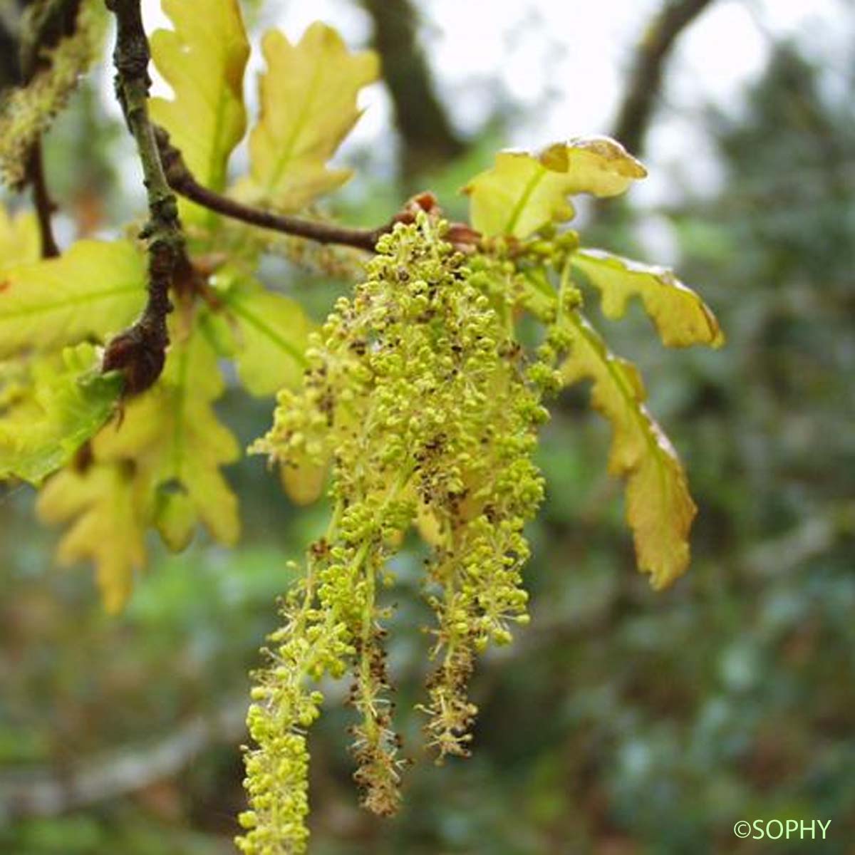 Chêne pédonculé - Quercus robur