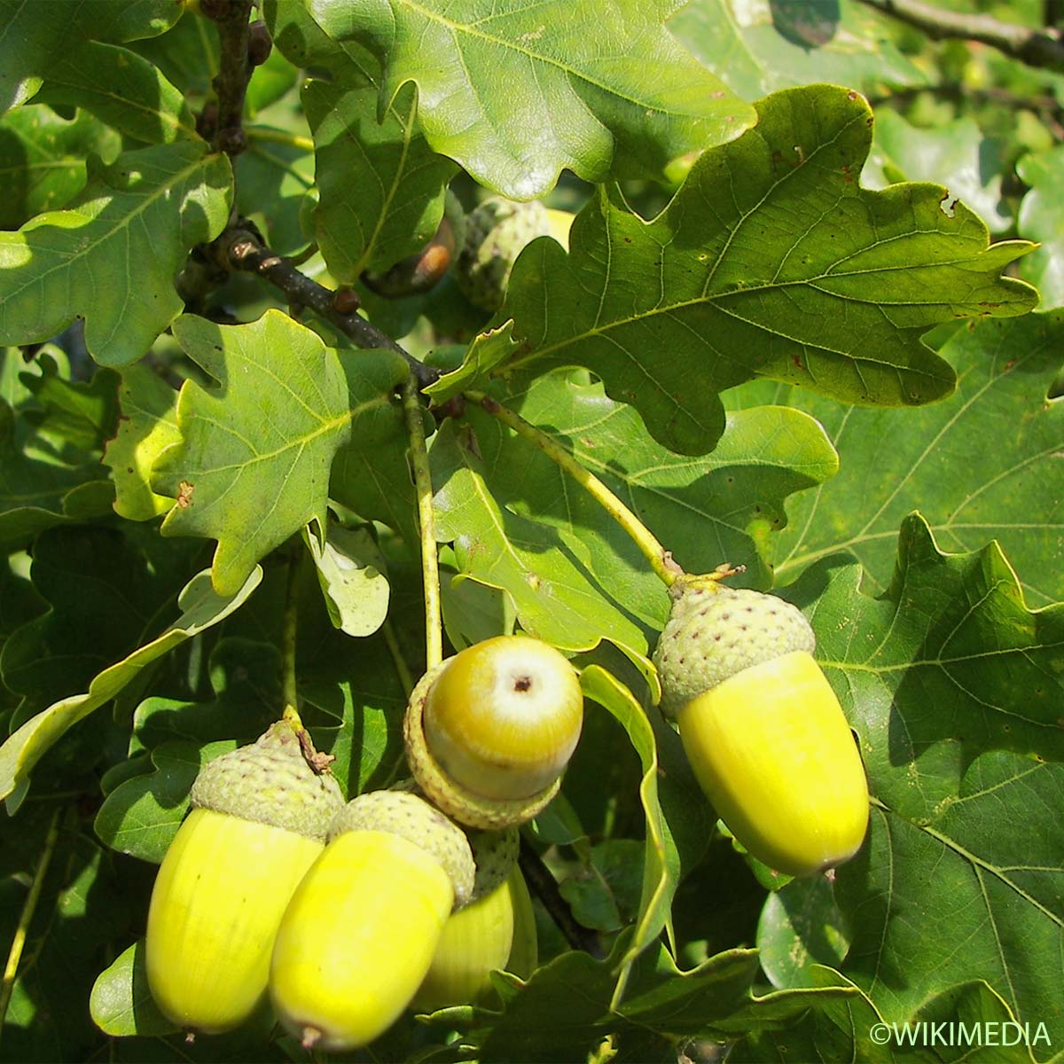 Chêne pédonculé - Quercus robur