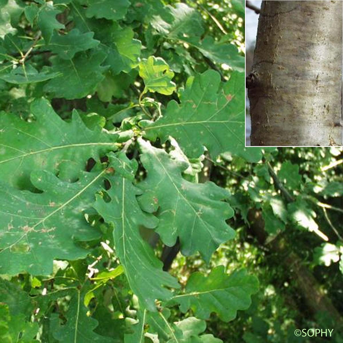 Chêne pédonculé - Quercus robur