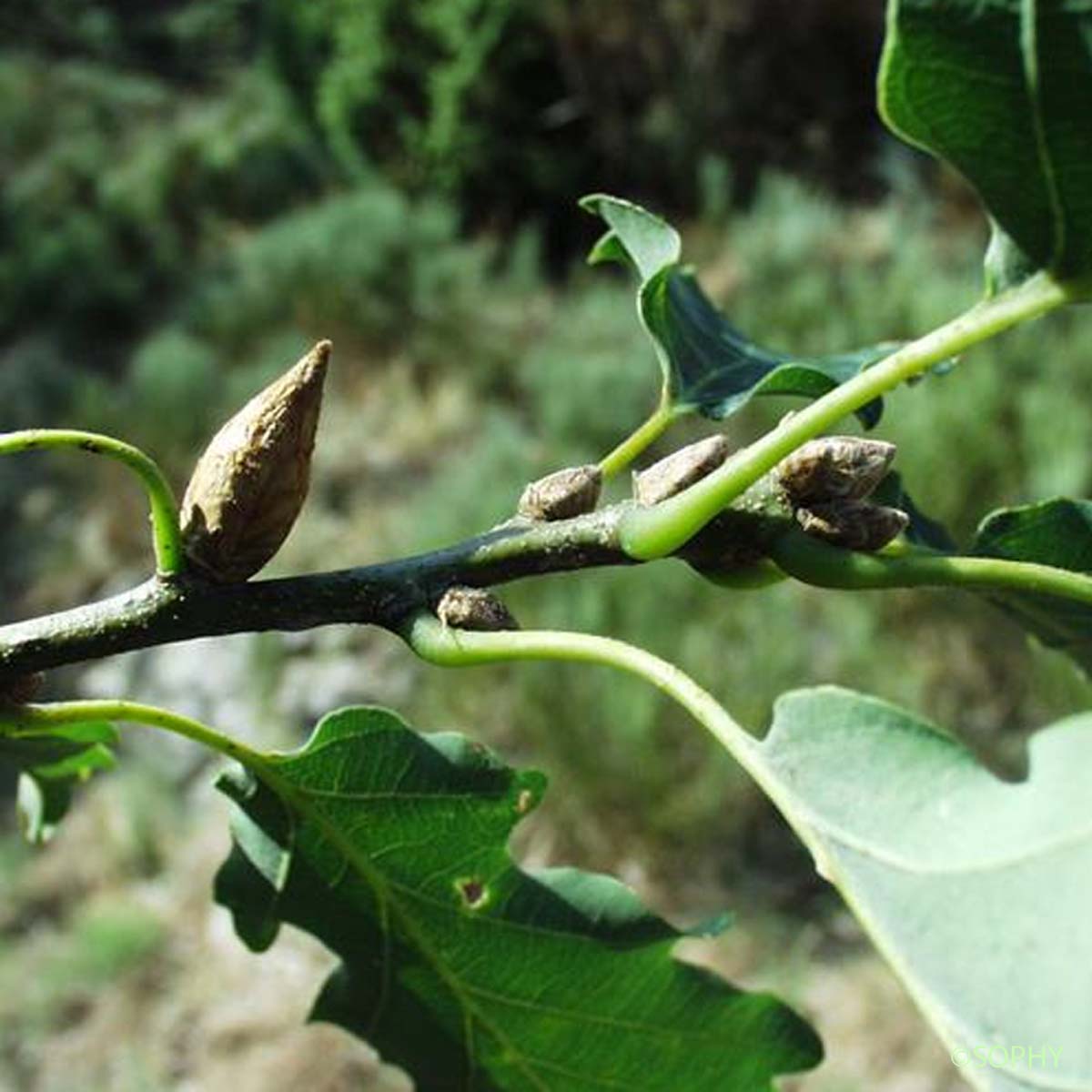 Chêne Rouvre - Quercus petraea subsp. petraea