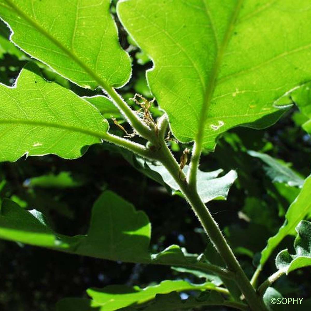 Chêne Rouvre - Quercus petraea subsp. petraea