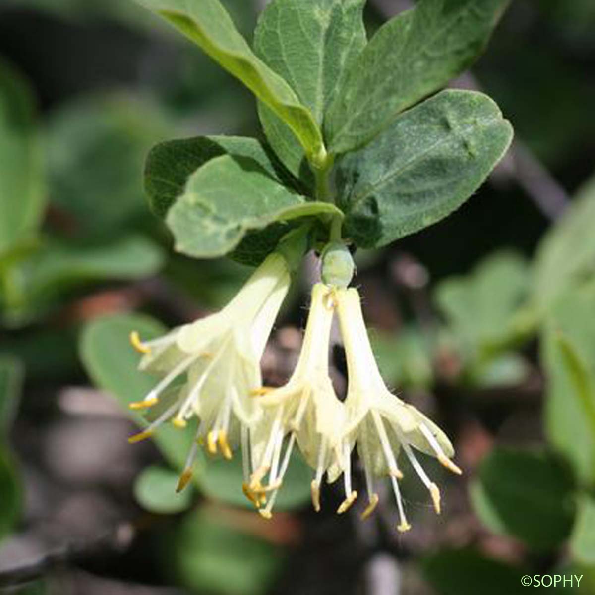 Chèvrefeuille bleu - Lonicera caerulea subsp. caerulea