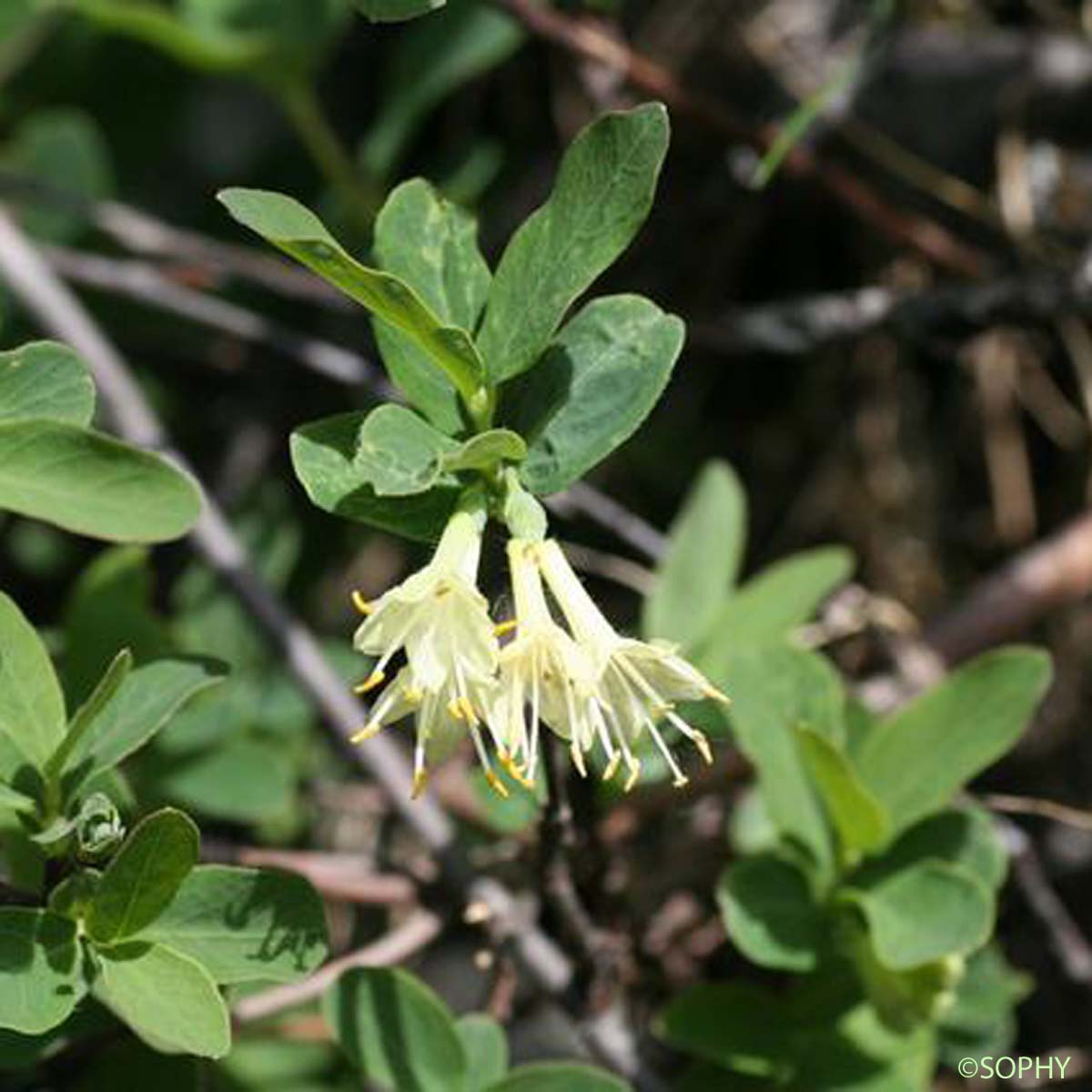 Chèvrefeuille bleu - Lonicera caerulea subsp. caerulea