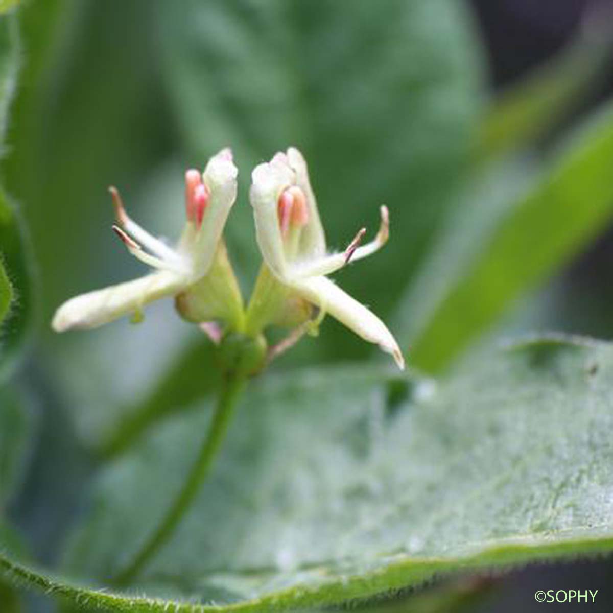 Chèvrefeuille des Alpes - Lonicera alpigena subsp. alpigena