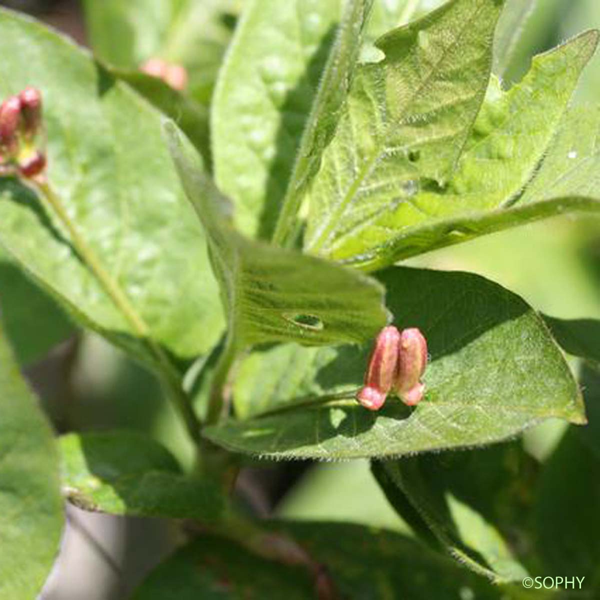 Chèvrefeuille des Alpes - Lonicera alpigena subsp. alpigena