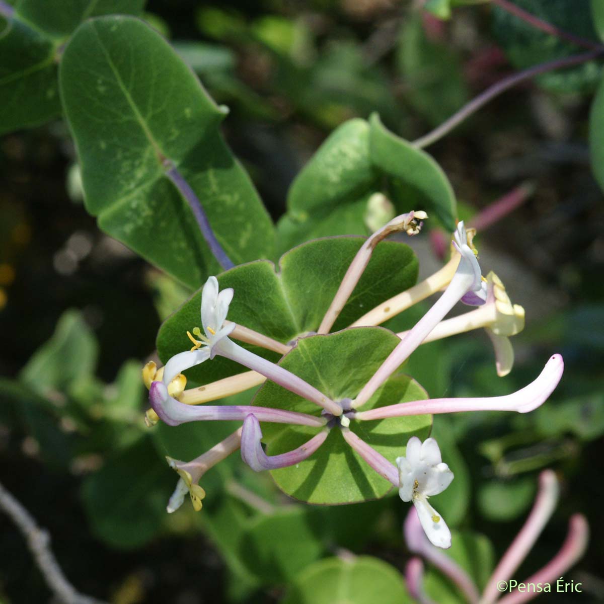 Chèvrefeuille des Baléares - Lonicera implexa