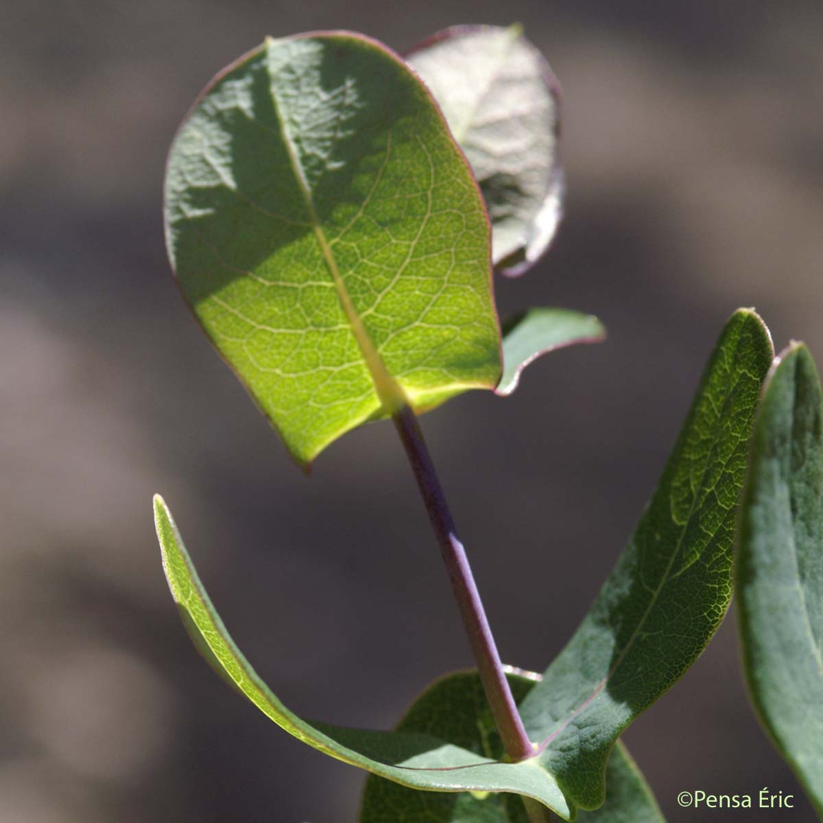 Chèvrefeuille des Baléares - Lonicera implexa