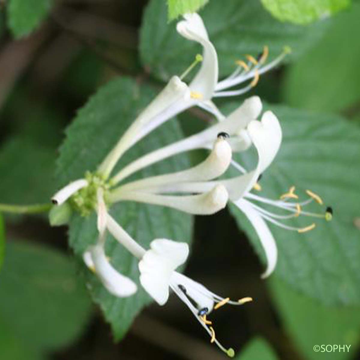 Chèvrefeuille des bois - Lonicera periclymenum subsp. periclymenum