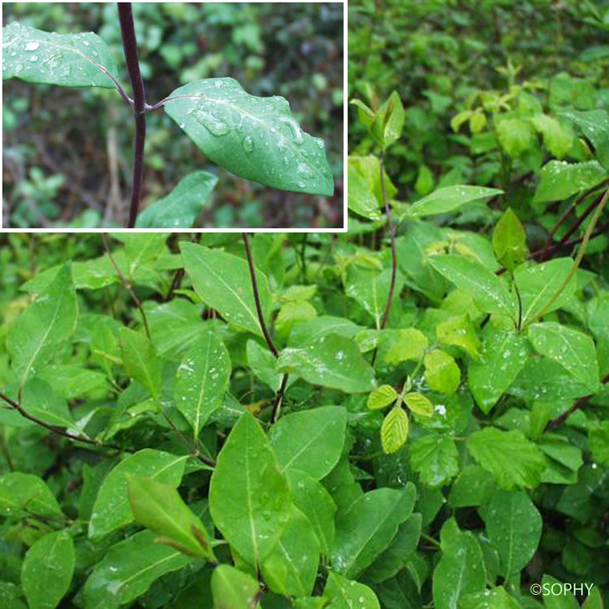 Chèvrefeuille des bois - Lonicera periclymenum subsp. periclymenum