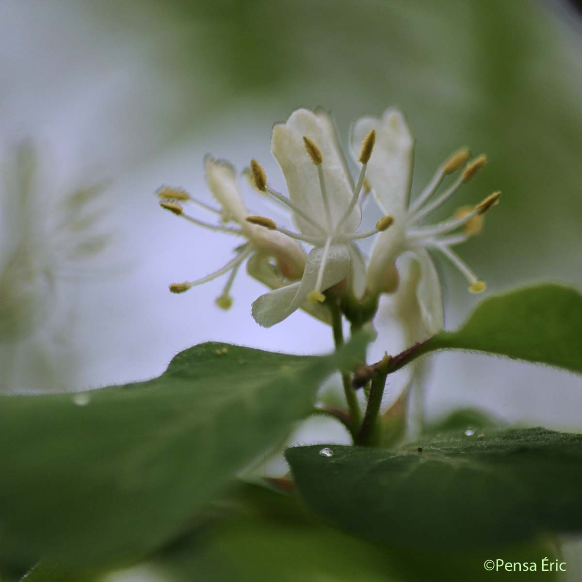 Chèvrefeuille des haies - Lonicera xylosteum