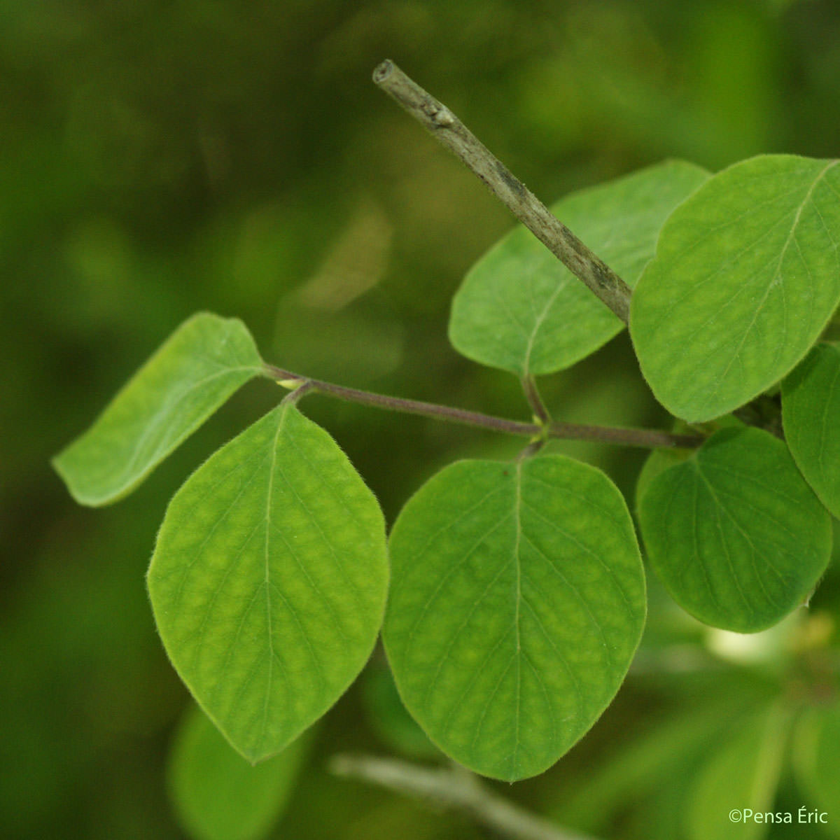 Chèvrefeuille des haies - Lonicera xylosteum