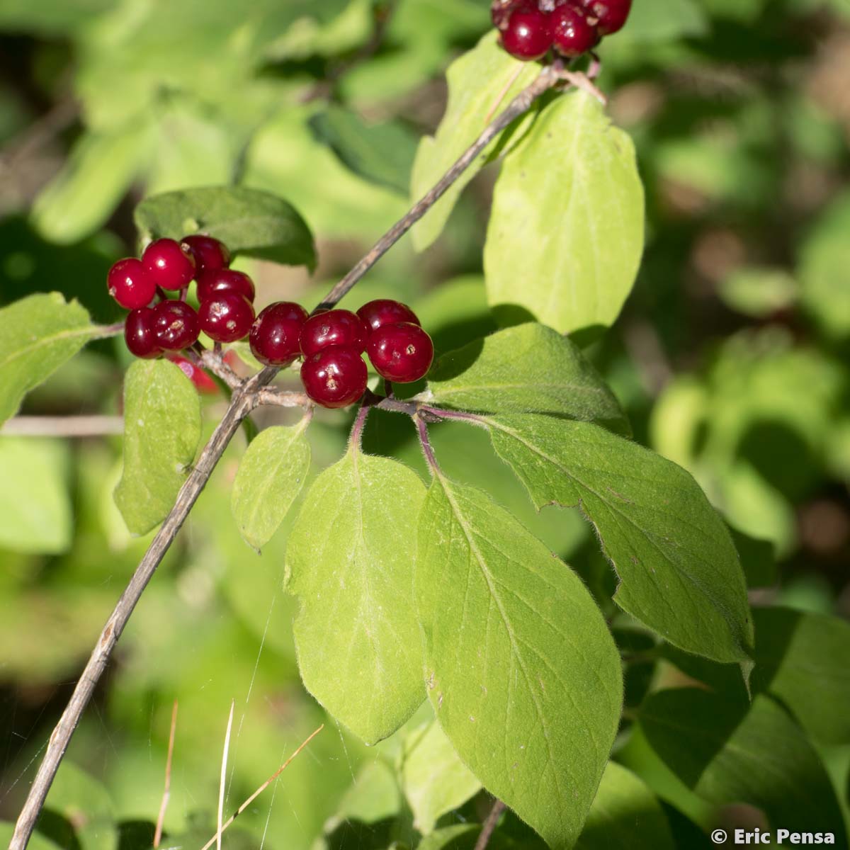 Chèvrefeuille des haies - Lonicera xylosteum