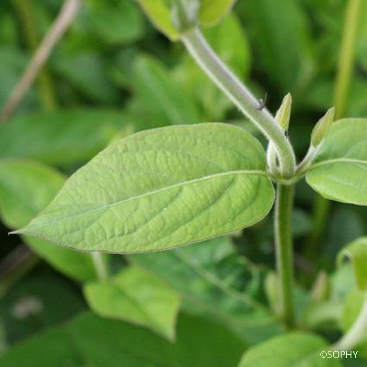 Chèvrefeuille du Japon - Lonicera japonica