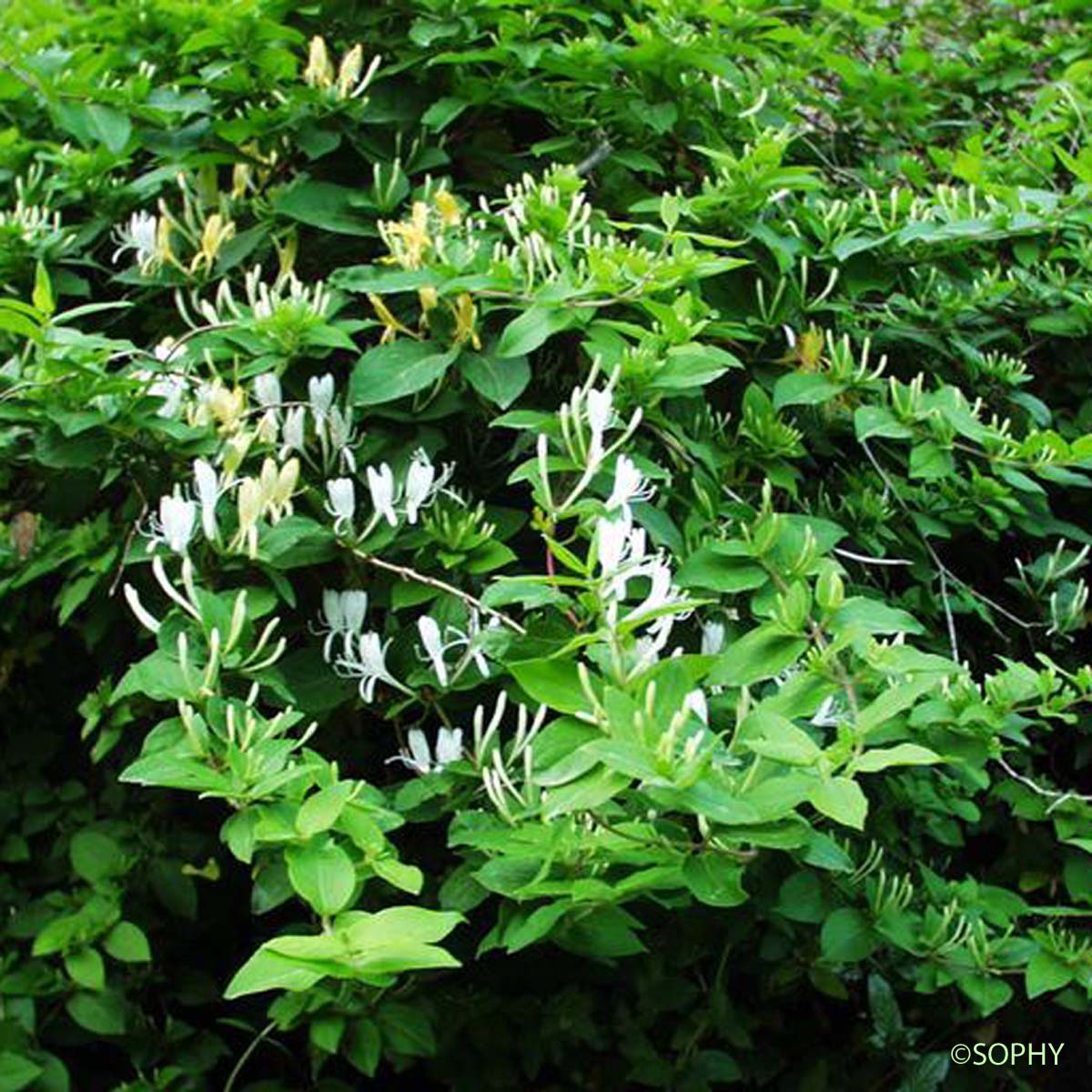 Chèvrefeuille du Japon - Lonicera japonica