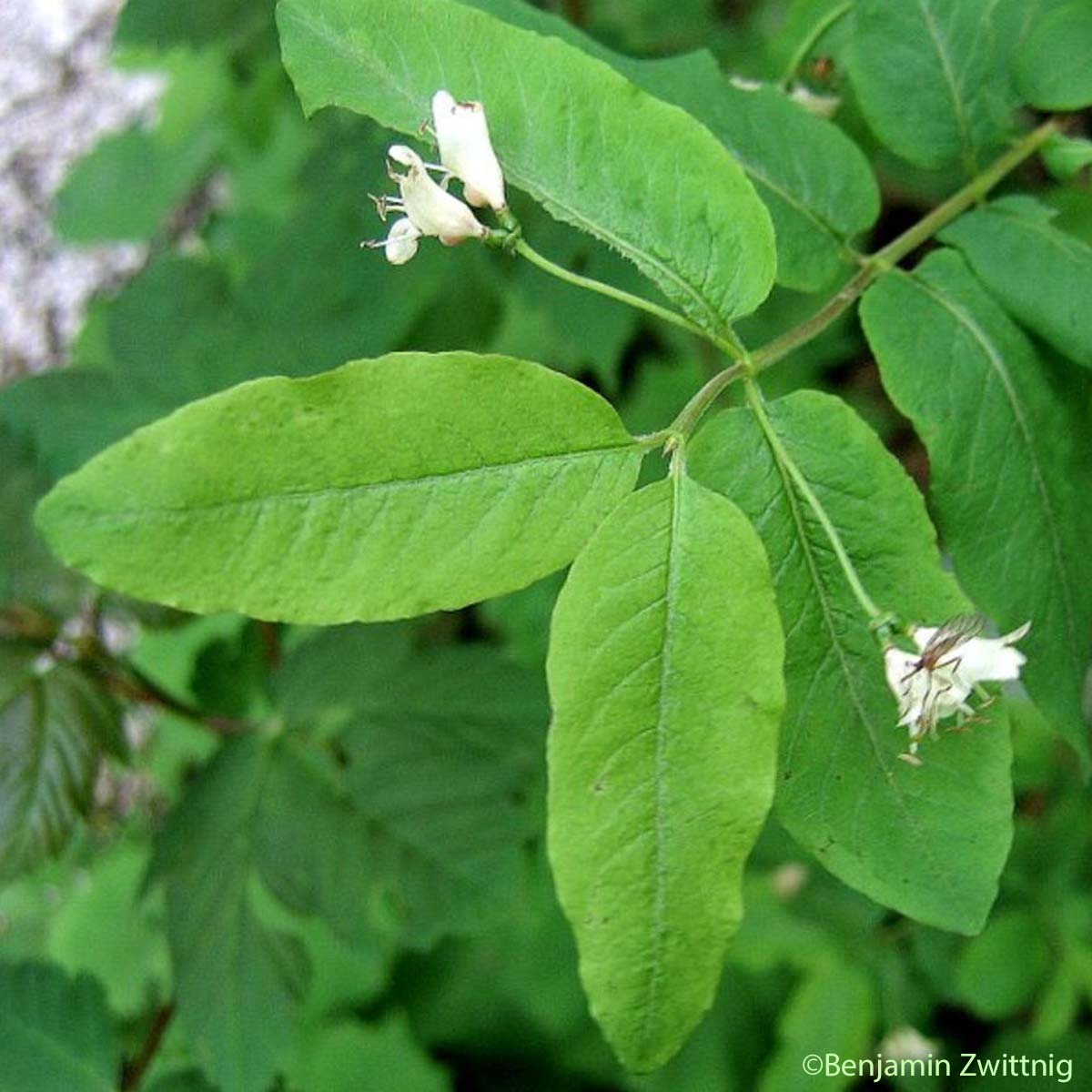 Chèvrefeuille noir - Lonicera nigra