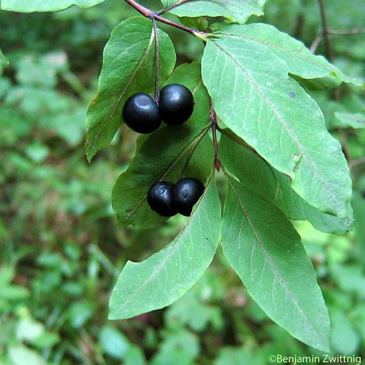 Chèvrefeuille noir - Lonicera nigra