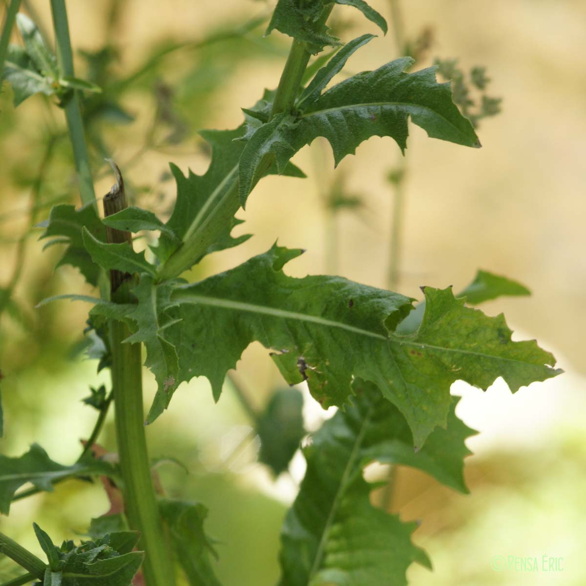 Chicorée sauvage - Cichorium intybus