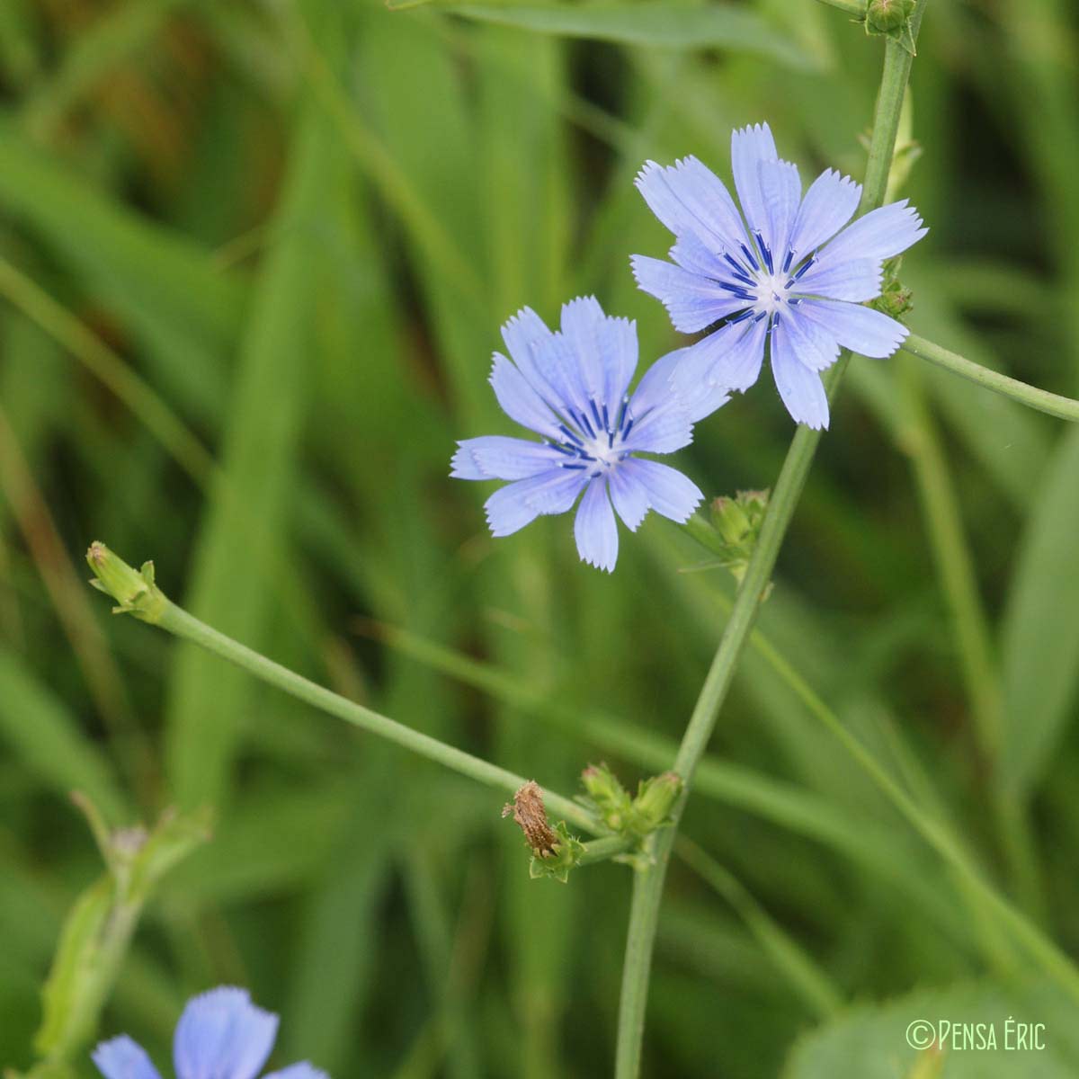 Chicorée sauvage - Cichorium intybus