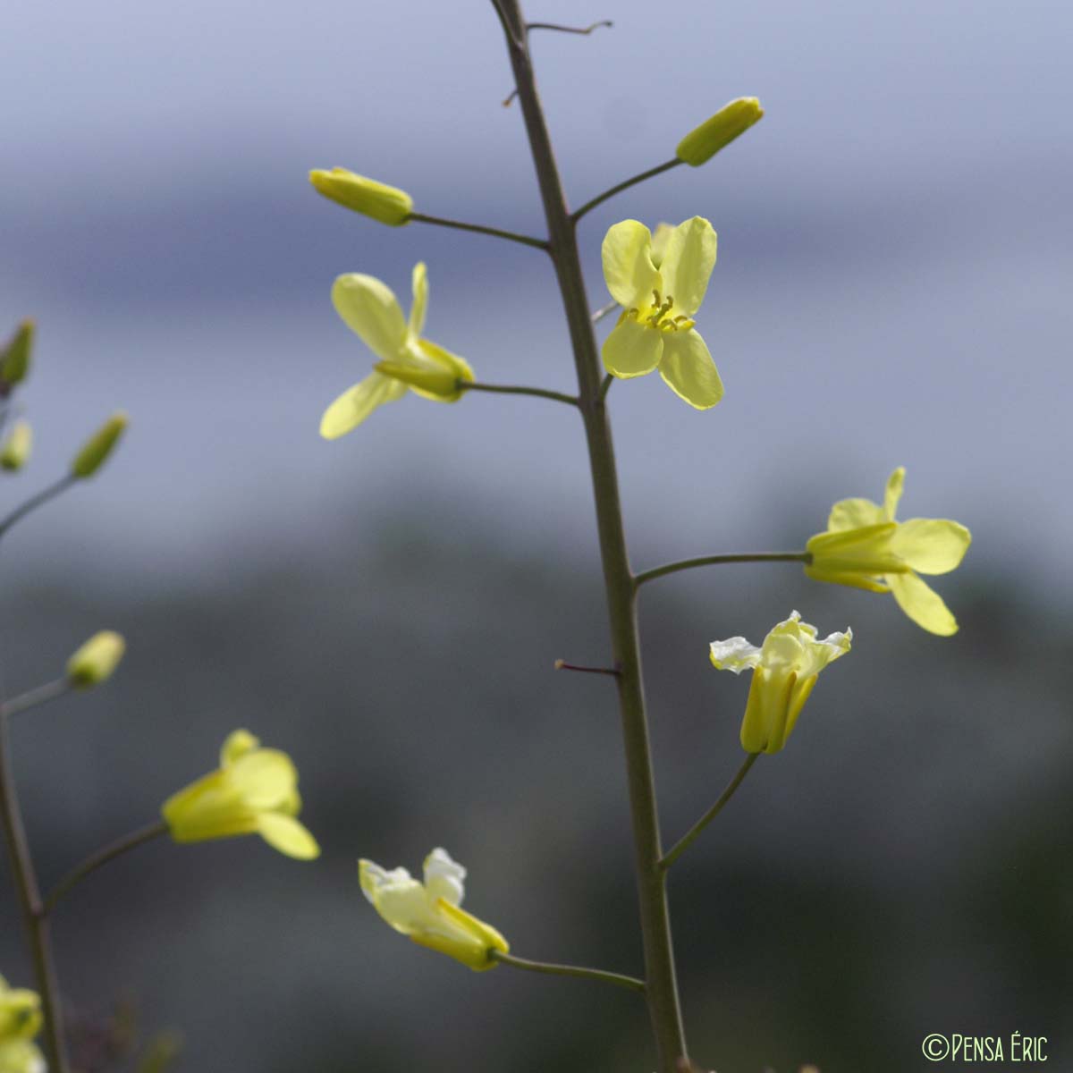 Chou des montagnes - Brassica montana