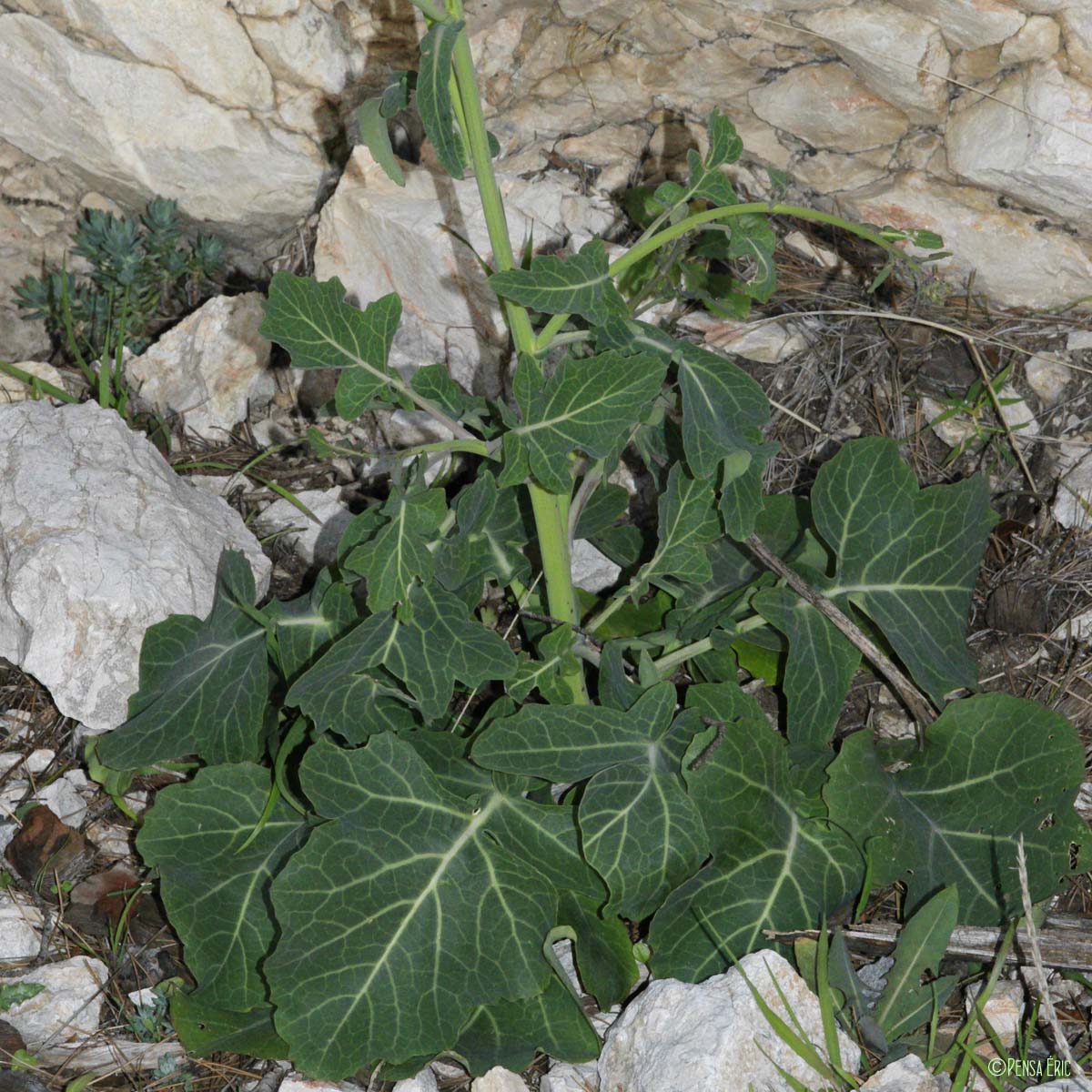 Chou des montagnes - Brassica montana