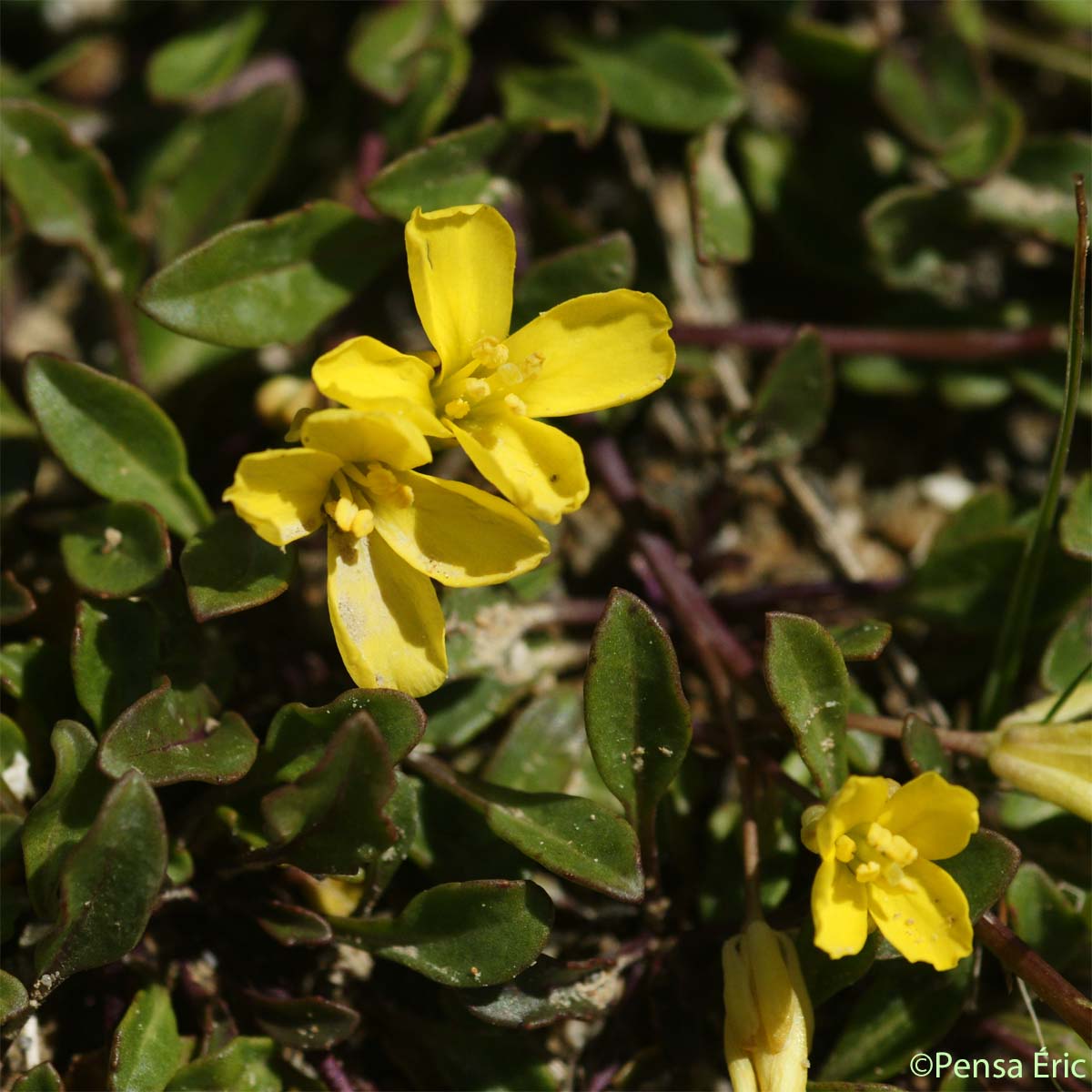 Chou étalé - Brassica repanda subsp. repanda