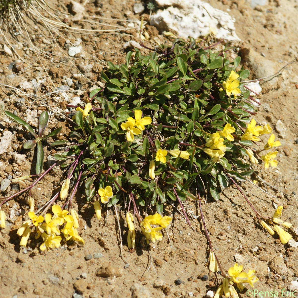 Chou étalé - Brassica repanda subsp. repanda