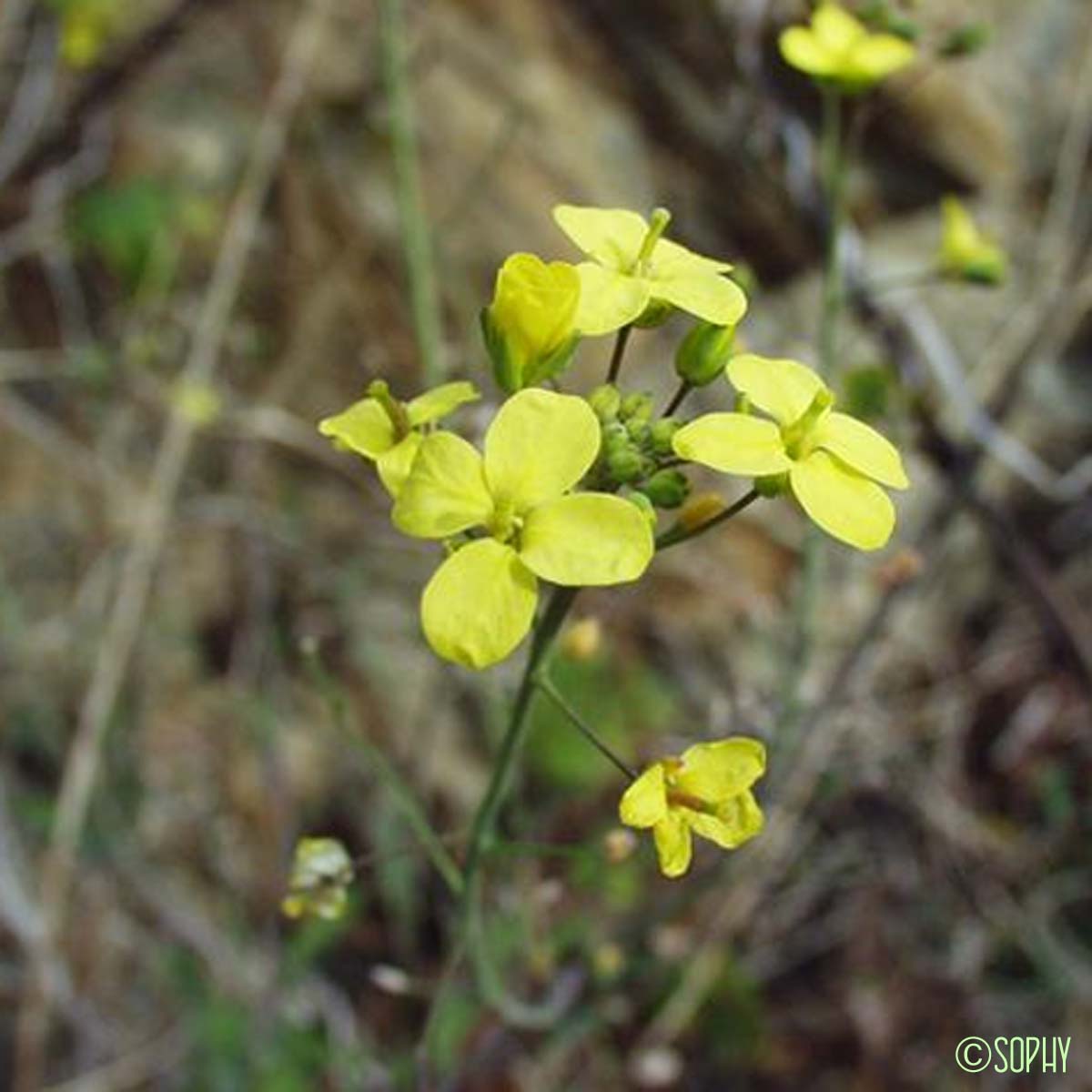 Chou fruticuleux - Brassica fruticulosa subsp. fruticulosa