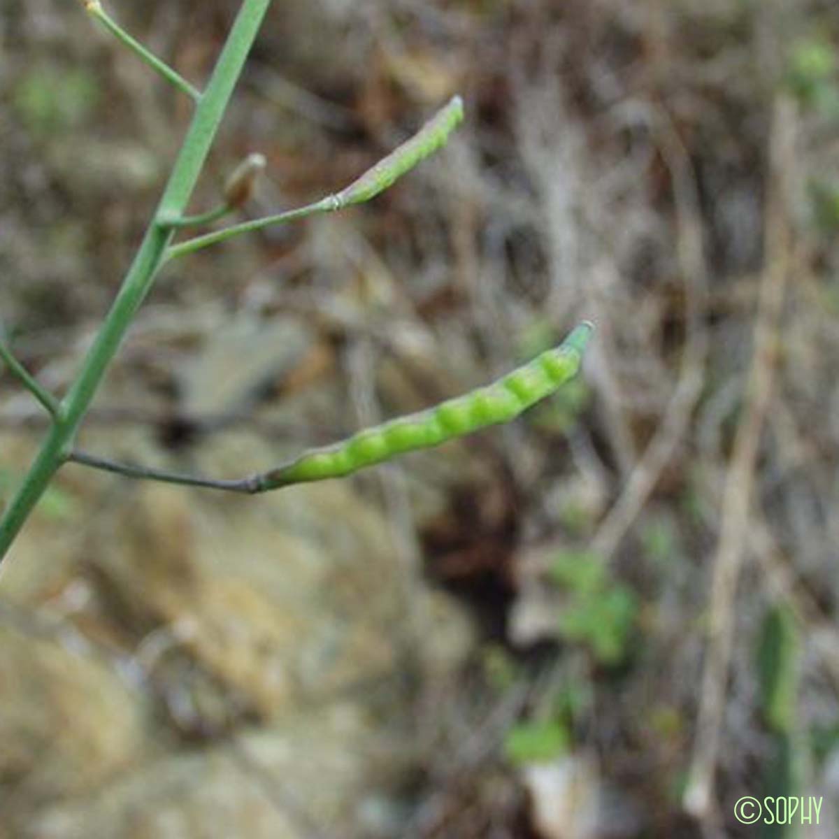 Chou fruticuleux - Brassica fruticulosa subsp. fruticulosa