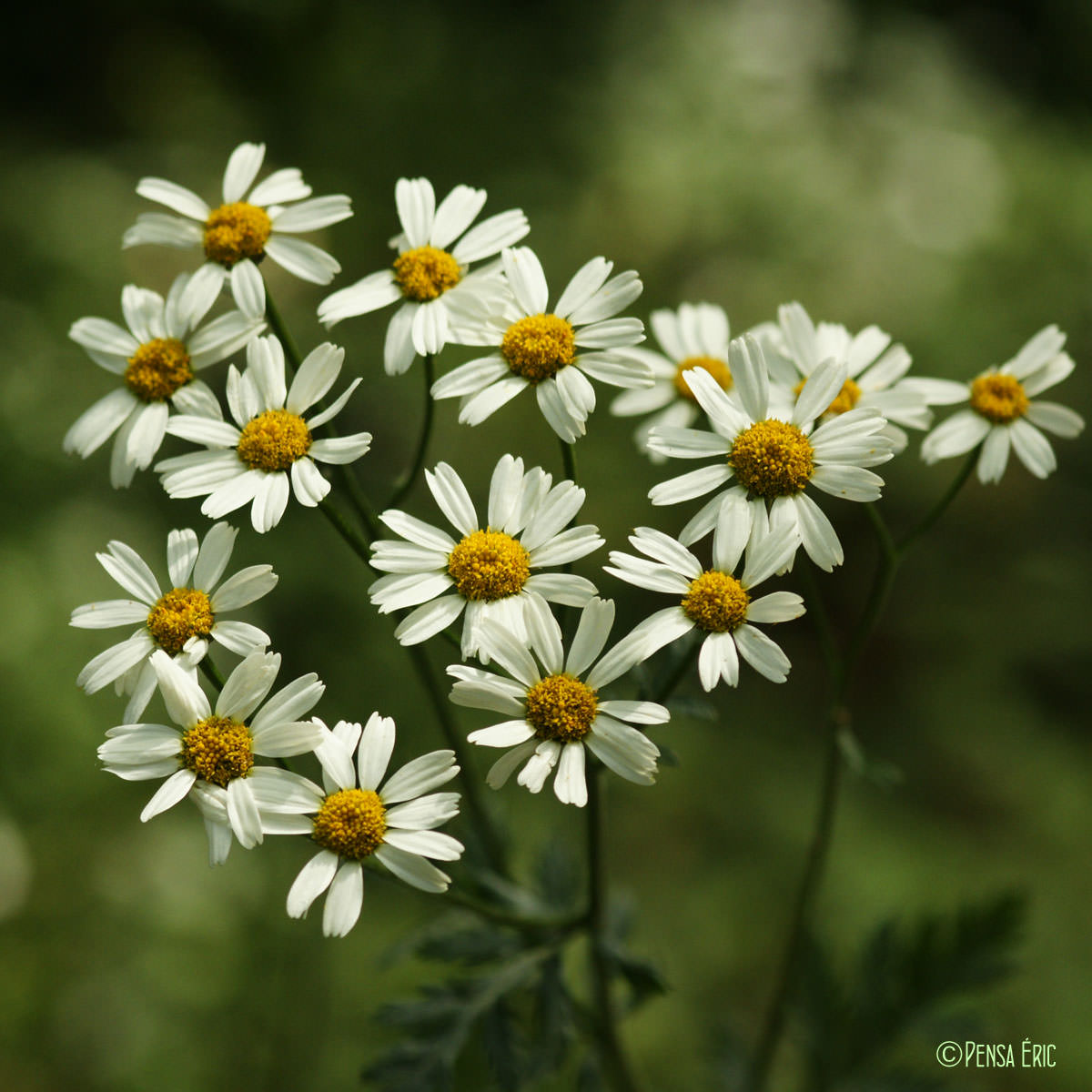 Chrysanthème en corymbes - Tanacetum corymbosum