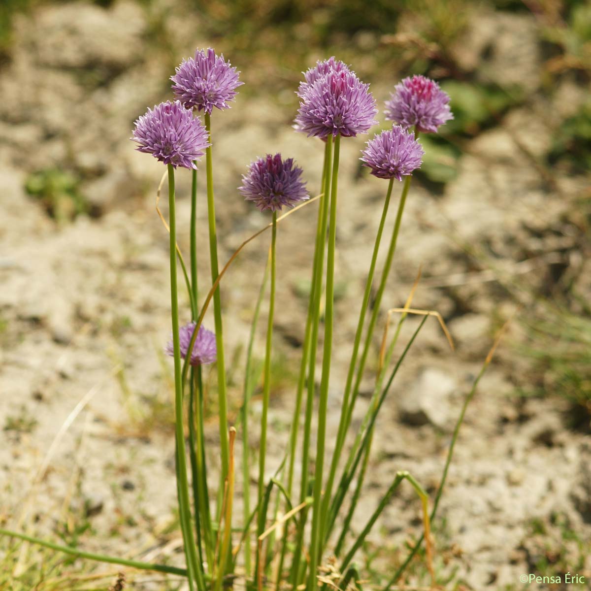 Ciboulette - Allium schoenoprasum subsp. schoenoprasum