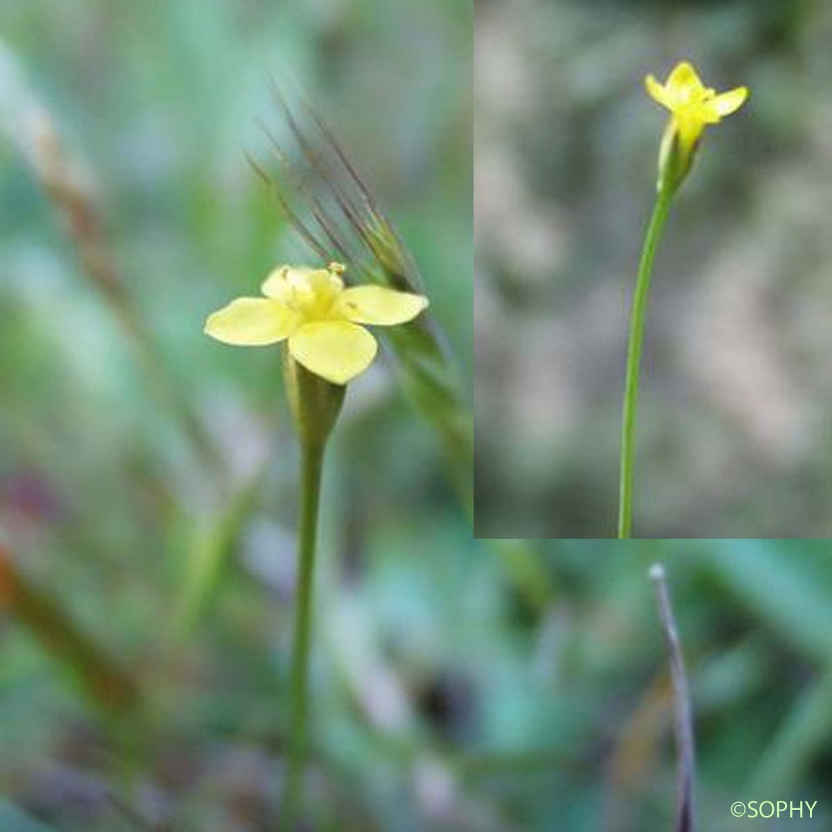 Cicendie filiforme - Cicendia filiformis