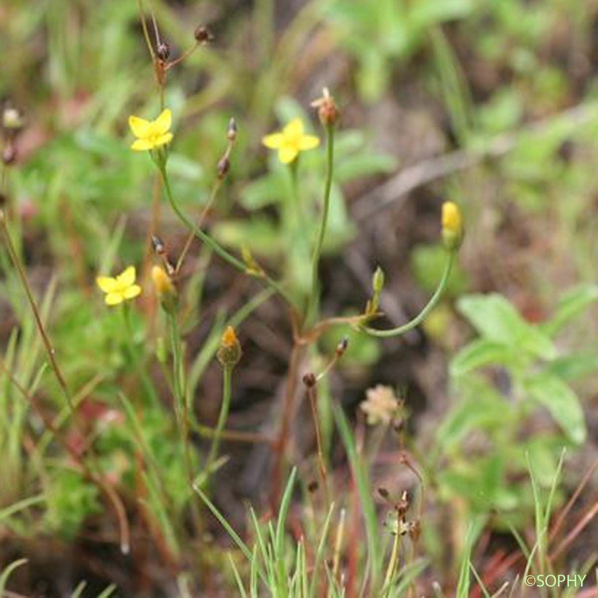 Cicendie filiforme - Cicendia filiformis