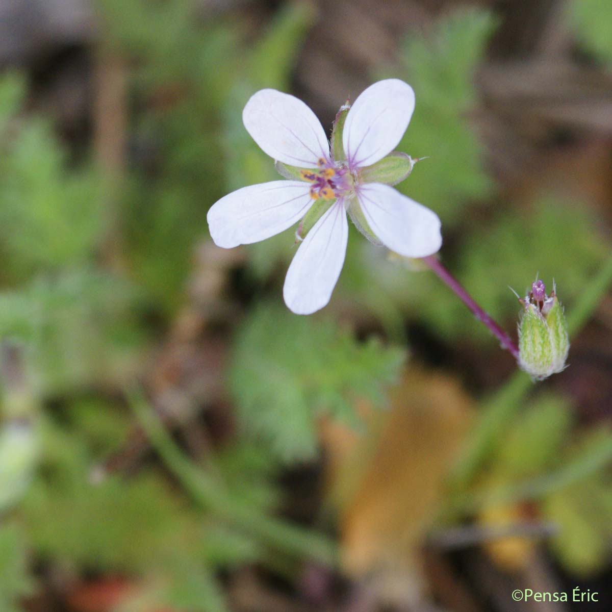 Cicutaire - Erodium cicutarium subsp. cicutarium